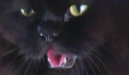 徐锦江 蛇恋在线观看,徐锦江演绎惊悚悬疑，在线观看揭秘人性深渊